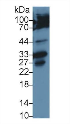 CASP3 / Caspase 3 Antibody (aa29-175)