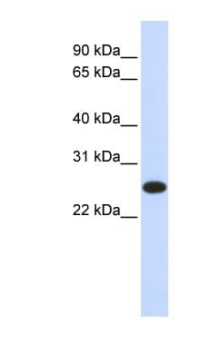 IL-33 Antibody (aa36-85)