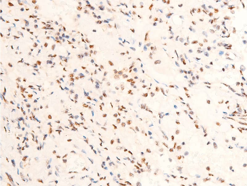 JUN / c-Jun Antibody (phospho-Thr239)