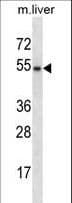 Polyclonal Rabbit anti-Human GATA3 Antibody (aa235-263, WB)