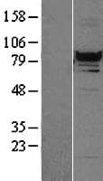 RFX3 Protein (Over-Expression Lysate Myc-DDK (Flag))
