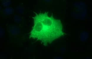 TOLLIP Antibody (clone OTI2E6)