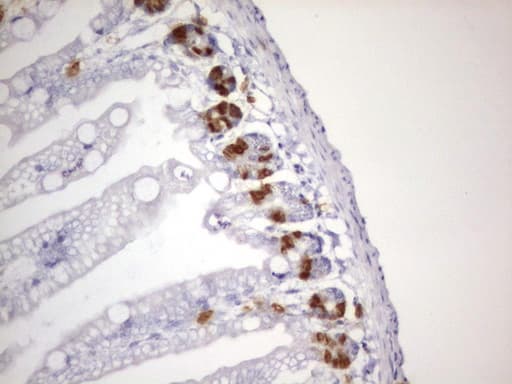 IdU / Iododeoxyuridine Antibody (clone 14D12)