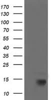 CDKN2B / p15 INK4b Antibody (clone OTI7C4, Carrier-free)