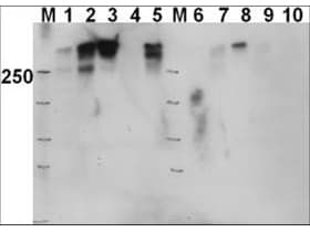 IHC-plus™ Polyclonal Rabbit anti-Human PRKDC / DNA-PKcs Antibody (phospho-Thr2609, IHC, WB)
