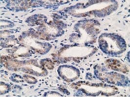 ALDH1A3 Antibody (aa1-100, clone OTI4B6, Carrier-free)