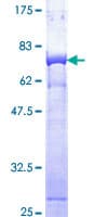 Human PSMD13 Protein (Recombinant GST)