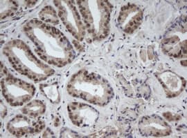 Cullin 4B / CUL4B Antibody (clone OTI1C4)