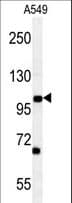Polyclonal Rabbit anti-Human DPY19L2 Antibody (aa642-671, WB)