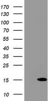 MLANA / Melan-A Antibody (clone OTI16D9)