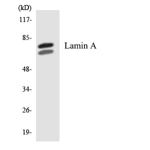 LMNA / Lamin A+C Antibody (aa17-66)