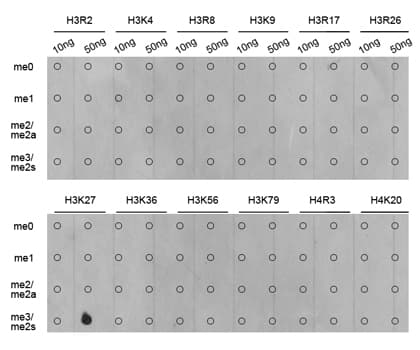 Histone H3 Antibody (Trimethyl-Lys27)