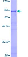 Human CDC42EP1 / CEP1 Protein (Recombinant GST)
