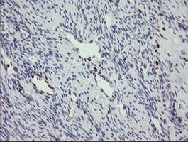 MAFB Antibody (aa32-320, clone OTI1E9)
