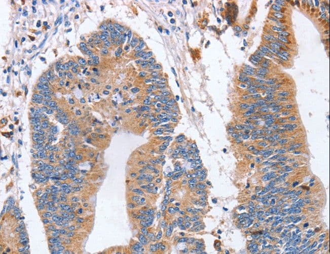 SIGLEC6 Antibody