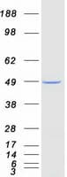 Human PCBP4 Protein (Recombinant Myc-DDK (Flag))
