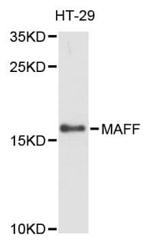MAFF Antibody