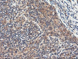 RNPEP Antibody (clone OTI3B5)