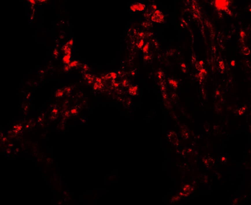 IHC-plus™ TRPV4 Antibody