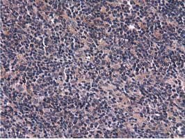CBWD1 Antibody (clone OTI3A11, Carrier-free)