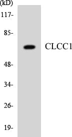 CLCC1 Antibody (aa380-429)
