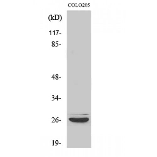 CASP14 / Caspase 14 Antibody (110-190 aa, Internal)