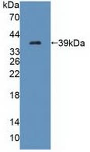 TECTB Antibody (aa18-329, PE)