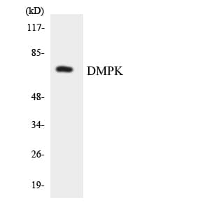 DMPK / DM Antibody (aa30-79)