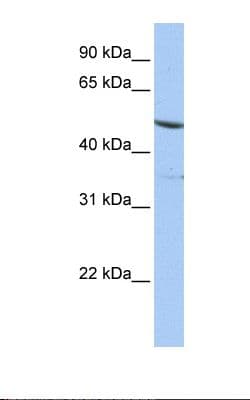IFRD1 / TIS7 Antibody (aa38-87)