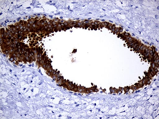 TFF3 / Trefoil Factor 3 Antibody (aa72-130, clone OTI5B2, Carrier-free)