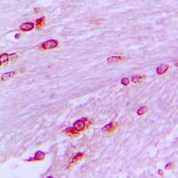 BUB3 Antibody (C-Terminus)