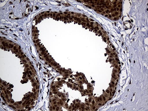PSMA7 Antibody (clone OTI5F6)