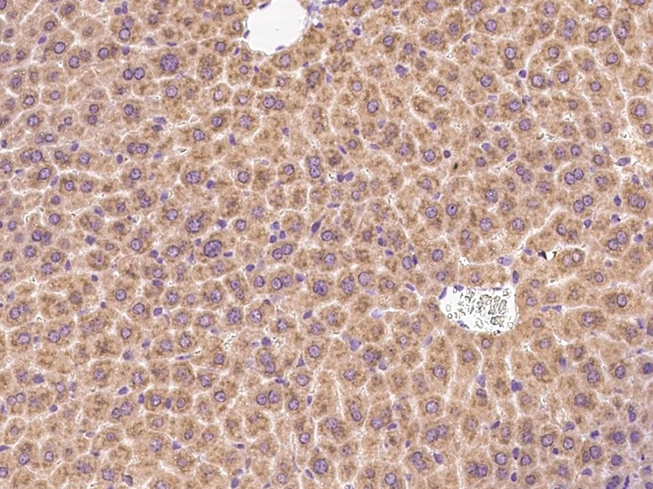 Polyclonal Rabbit anti-Human LIN52 Antibody (IHC)
