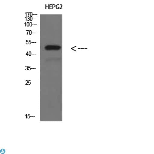 TRAF1 Antibody