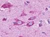 IHC-plus™ GPR37L1 Antibody (C-Terminus)