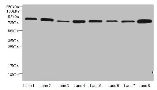 AGO2 / EIF2C2 Antibody (aa517-818)
