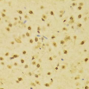 RBFOX3 / NEUN Antibody