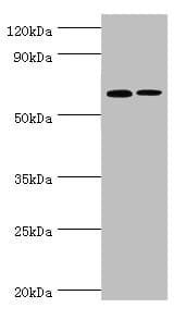 IL27RA Antibody (aa33-283)