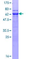 Human TTC1 Protein (Recombinant GST)