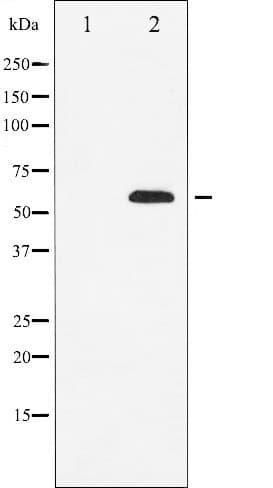 SOX9 Antibody