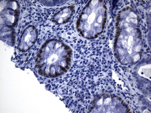 TLE1 / TLE 1 Antibody (aa180-460, clone UMAB253, Carrier-free)
