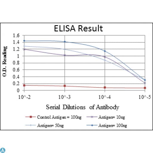 PRKAA1 / AMPK Alpha 1 Antibody