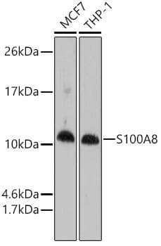 S100A8 / MRP8 Antibody