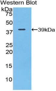 Complement C3 Antibody (aa966-1313, Biotin)