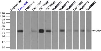 CD32A Antibody (clone OTI9C6, Carrier-free)