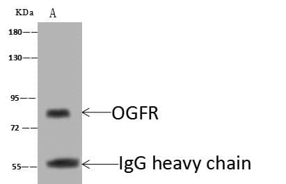OGFR Antibody (Preservative Free)