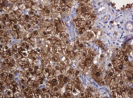 DDT / Dopamine Tautomerase Antibody (clone OTI2H3)
