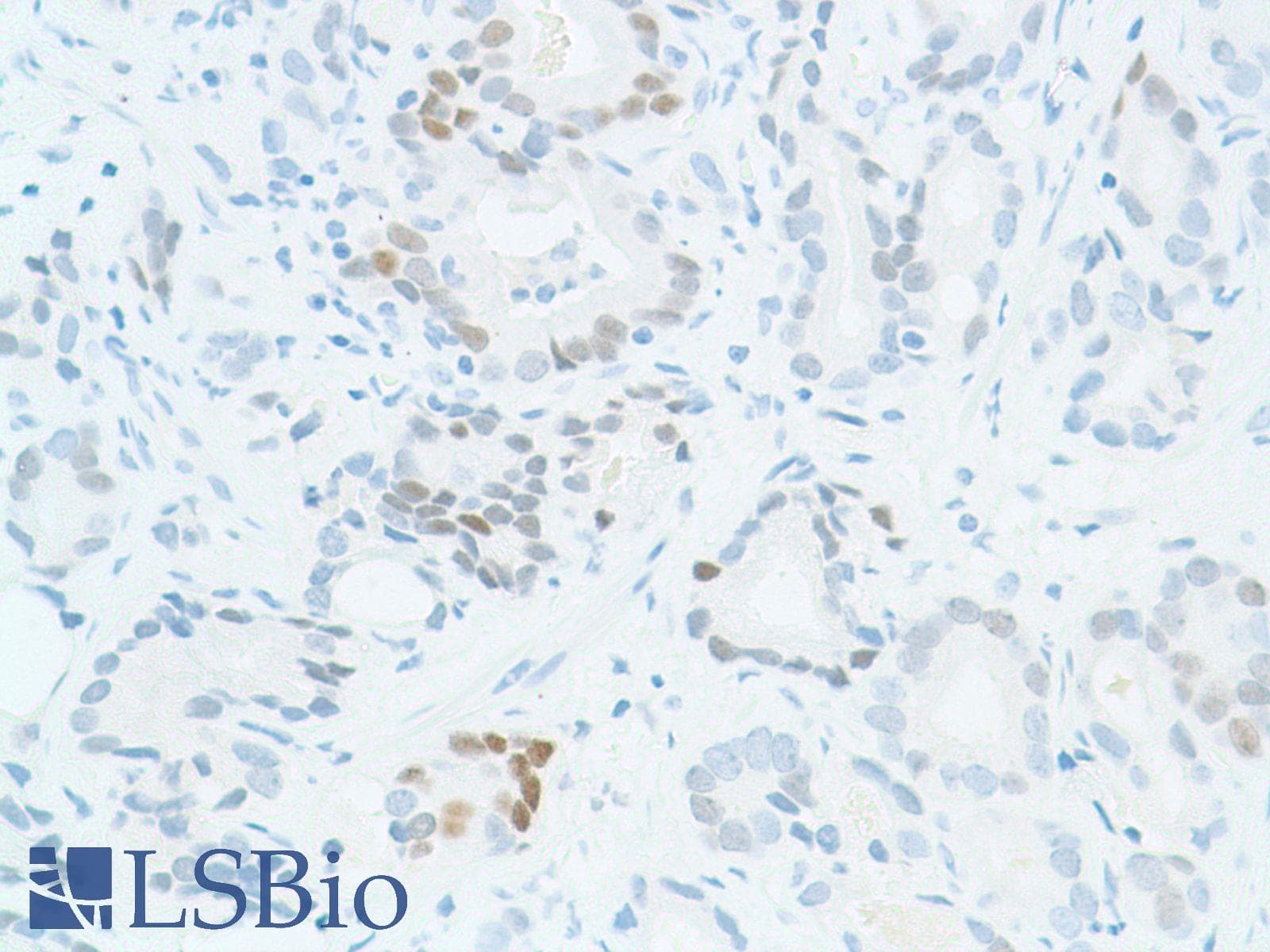 SOX2 Antibody (N-Terminus, clone SP76)