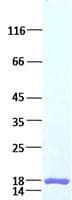 Human FGF4 Protein (Recombinant)