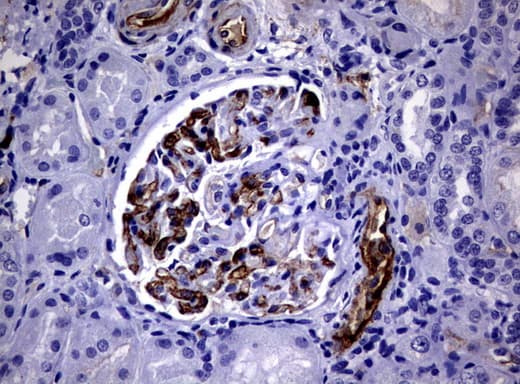 Adiponectin Antibody (aa19-244, clone UMAB104, Carrier-free)